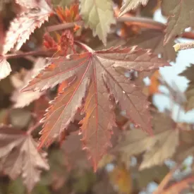 Микрозелень красного клена, 25 листочков